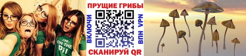 магазин Аксай Псилоцибиновые грибы Psilocybe
